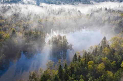 Wafts of mist over forest and pond