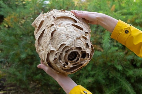 Hands holding large hornet nest