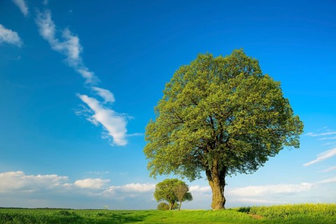Cultural landscape in spring