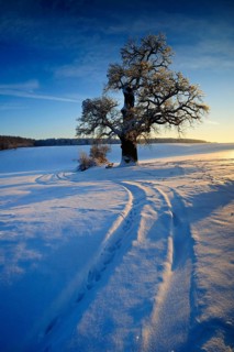 Winter landscape with solitary Oak