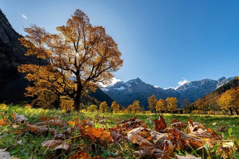 Autumnal Maple