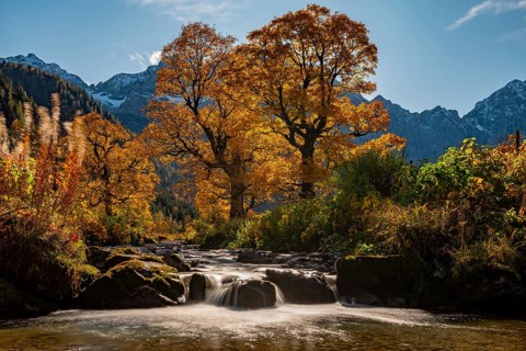 Autumnal Maple