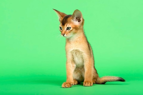 Abyssinian cat