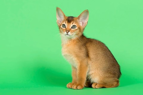 Abyssinian cat