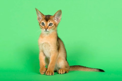 Abyssinian cat