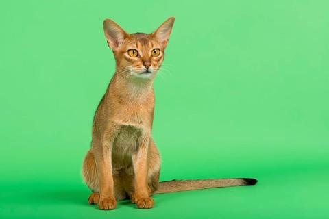 Abyssinian cat