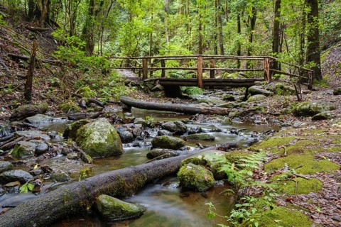 Bridge over El Cedro stream in cloud forest