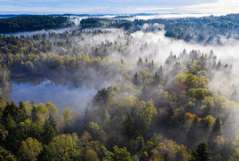 Fogging over forest landscape and pond