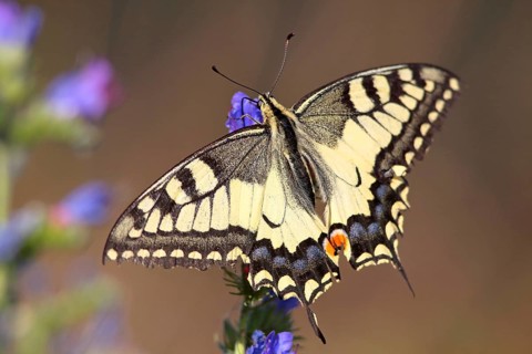 Swallowtail