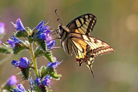 Swallowtail