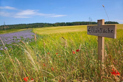 Wooden signboard as a hint to an arranged flowering area