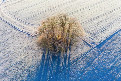 Group of trees in meadows with hoarfrost