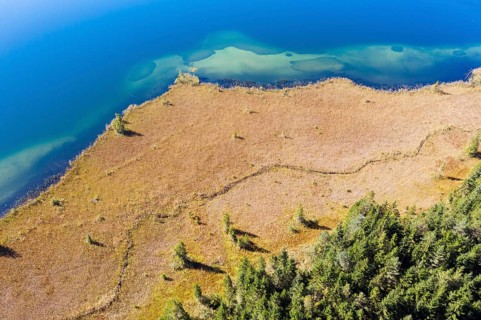 Shore area with reed belt at Lake Barmsee