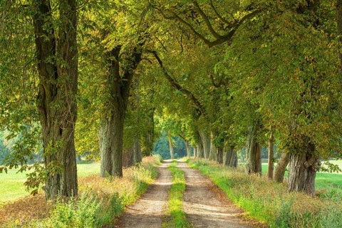 Field path through avenue with Horse chestnuts