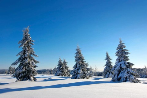 Snowy untouched winter landscape