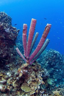 Purple Stove-pipe Sponge