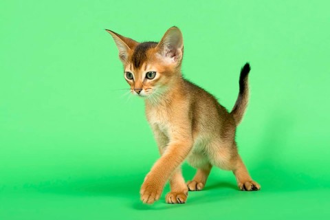 Abyssinian cat