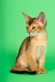 Abyssinian cat