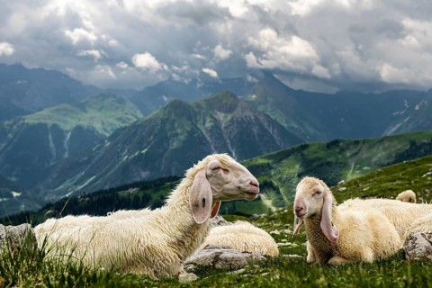 Domestic sheep
