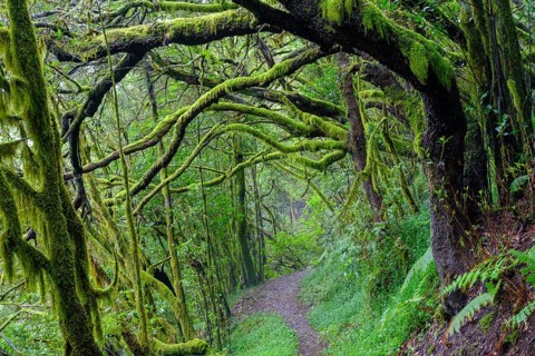 Forest path with mossy tree trunks in cloud forest