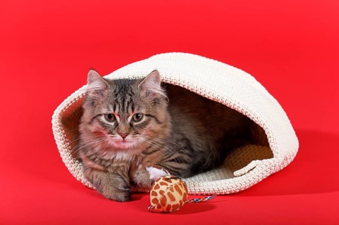 Maine Coon cat