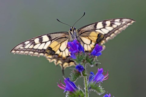 Swallowtail