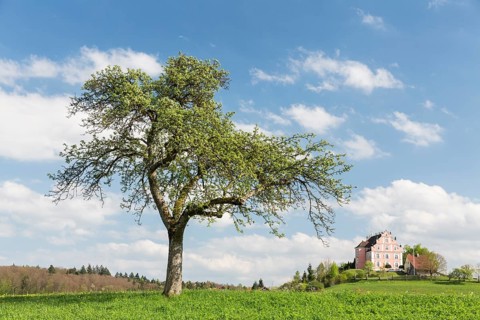 Spring on the Bodanrueck with Freudental Castle
