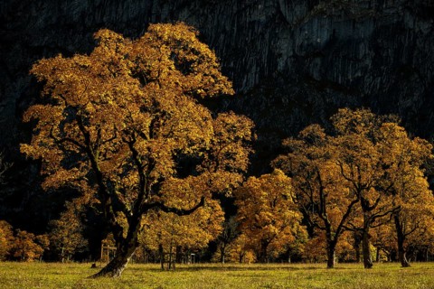 Autumnal Maple