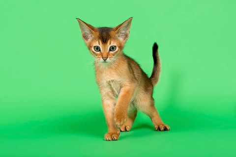 Abyssinian cat
