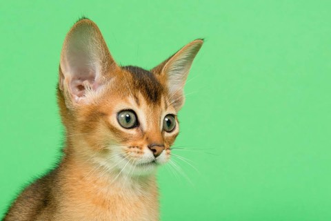 Abyssinian cat