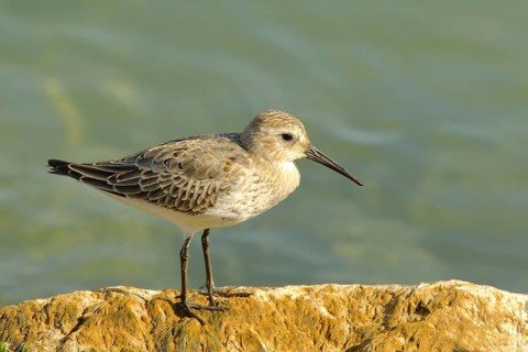Dunlin