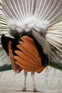 Indian peafowl