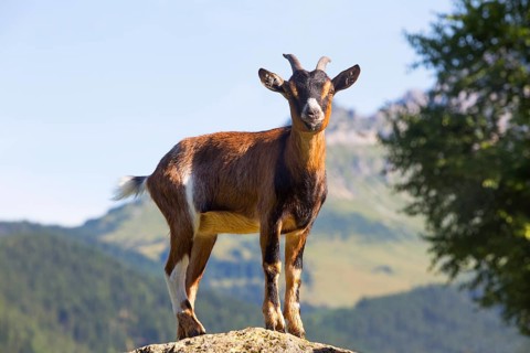 Domestic Goat