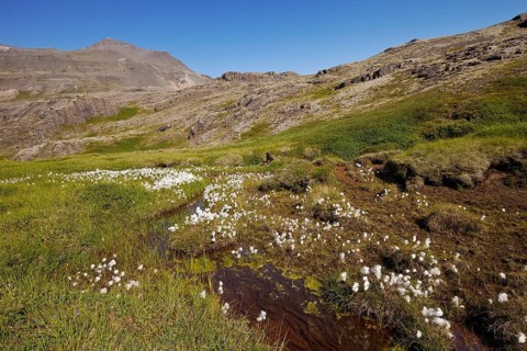 Mountainous landscape with cotton grass