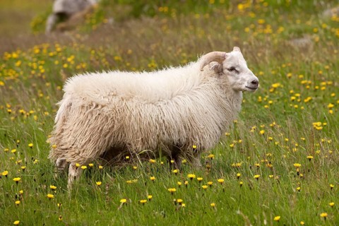 Sheep