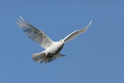 White Dove