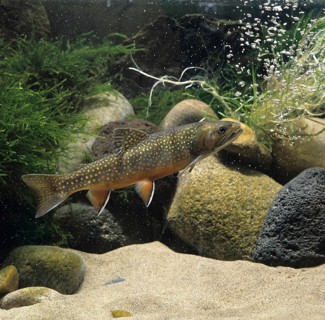 Brook trout