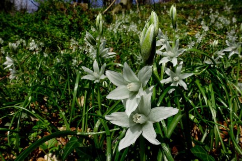 Drooping star of Bethlehem