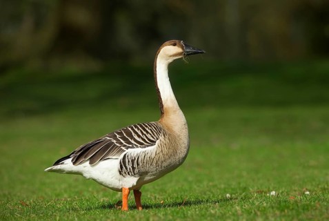 Swan goose