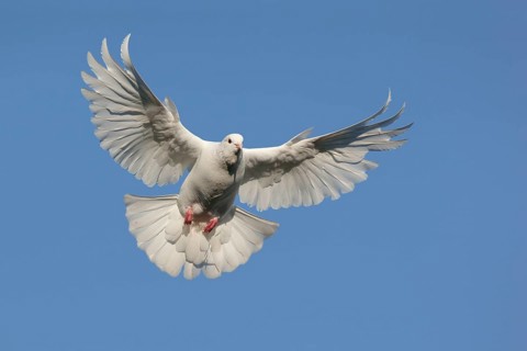 White Dove