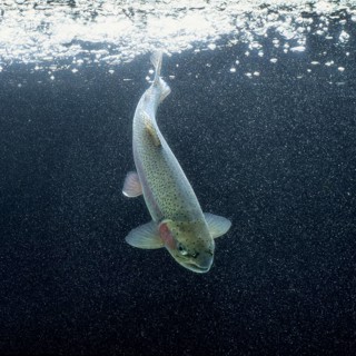 Rainbow trout
