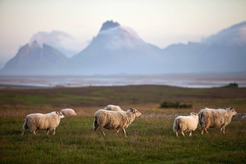 Islandsheep