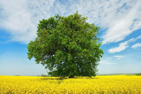 Solitary Oak