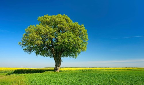 Cultural landscape in spring
