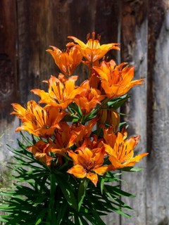 Flowering Fire lily