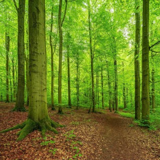 Hiking trail through old Beeches forest
