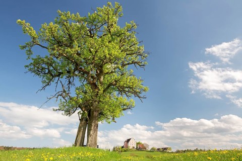 Spring on the Bodanrueck with Freudental Castle