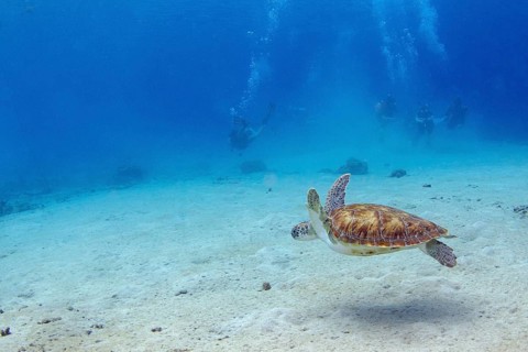 Green turtle