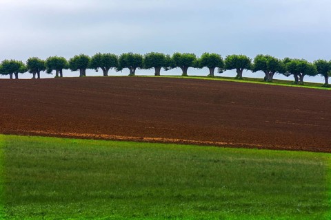 Dutch Lime Alley