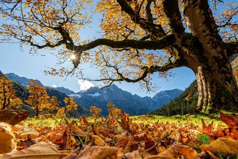 Autumnal Maple